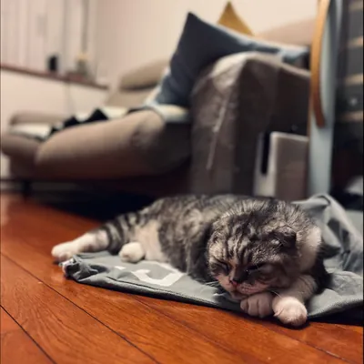 Scottish fold cat dozing on a grey mat on a hardwood floor