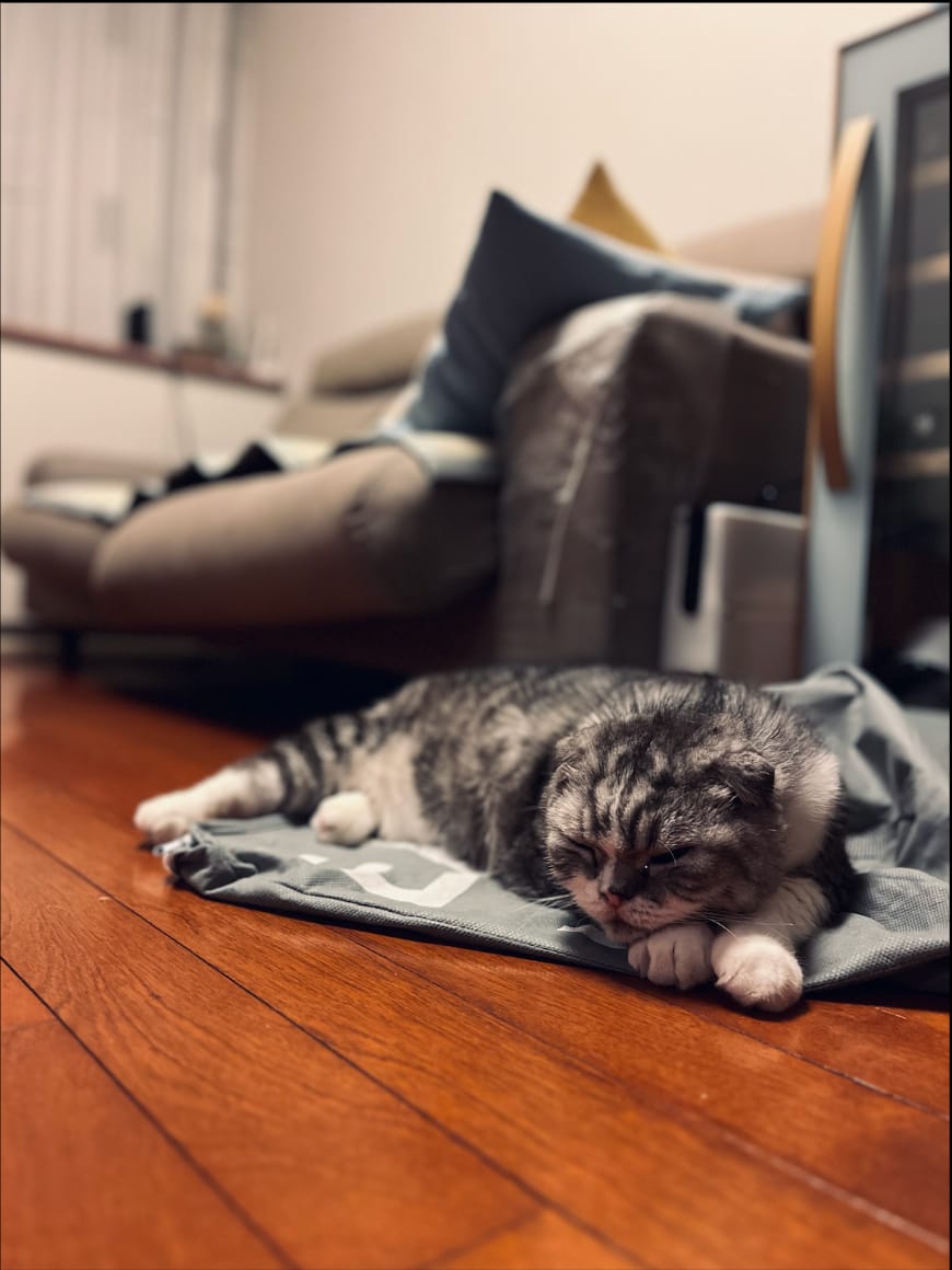 Photograph of Mi-chan, a Scottish fold cat, asleep on a grey mat on a wooden floor