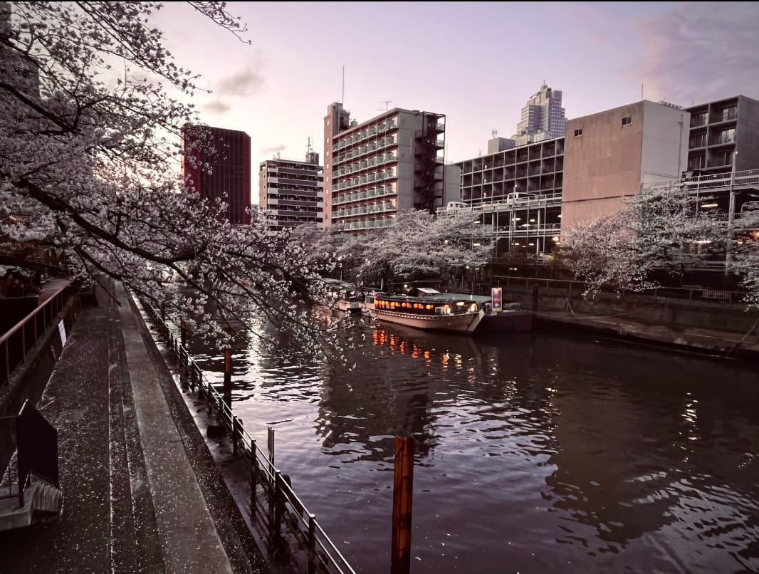 Photograph of a Tokyo canal at sunset, cherry blossom over the water and a lit boat passing apartment blocks